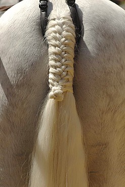 Decorated horse , Feria de Caballo , Jerez de la Frontera , Cadiz , Andalusia , Spain , Europe