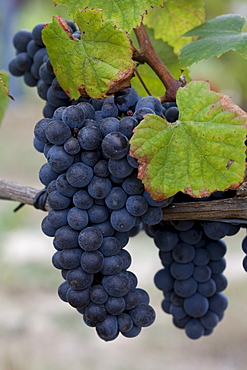 Touriga Nacional grapes, Carregal do Sal, Dao, Portugal, Europe