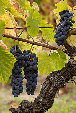 Touriga Nacional grapes, Carregal do Sal, Dao, Portugal, Europe