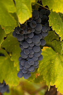 Quinta de Calabria vineyard, cultivation of Touriga Francesa grapes, belonging to the oenologist Rui Madeira from the CARM and VDS wineries, Douro superior area, North Portugal, Portugal, Europe