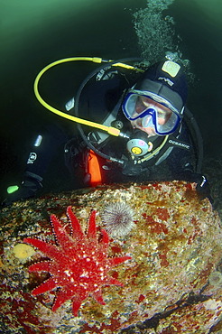 Diver and Common Sunstar (Crossaster papposus), Barents Sea, Russia, Arctic