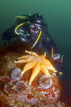 Purple sunstar, Northern sunstar, Smooth sunstar (Solaster endeca), Barents Sea, Russia, Arctic