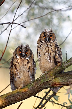 Long-eared Owl (Asio otus), two young fledglings, branchlings sitting on a tree branch, Apetlon, Lake Neusiedl, Burgenland, Austria, Europe