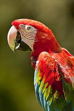 Scarlet Macaw (Ara macao), Schmiding Zoo, Upper Austria, Austria, Europe