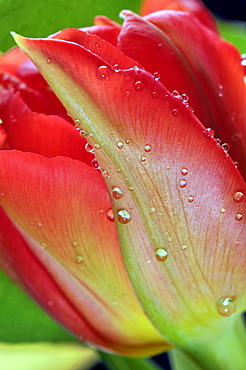 Tulip (Tulipa), close-up