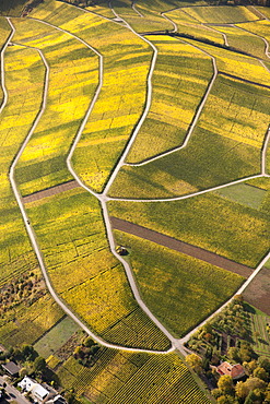Aerial view, autumnal vineyards in the Moselle valley on the Luxembourg side, Wellenstein, Luxembourg, Europe