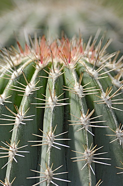 Cactus, Cactaceae (Pachycereus pringlei)