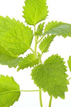 Lemon Balm (Melissa officinalis)