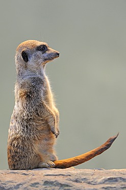 Meerkat (Suricata suricatta)