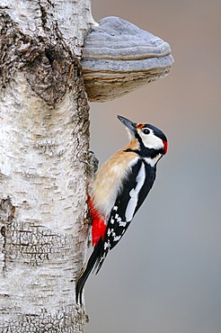 Great Spotted Woodpecker (Dendrocopos major), perched on a birch tree trunk, fungus, biosphere, Swabian Alb, Baden-Wuerttemberg, Germany, Europe