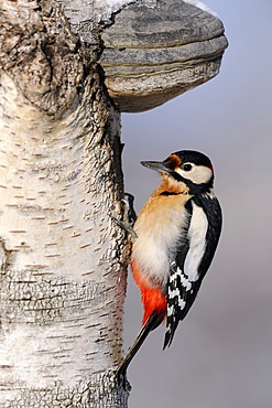 Great Spotted Woodpecker (Dendrocopos major), male sitting on a birch tree trunk with fungus, Biosphaerengebiet Swabian Alb biosphere region, Baden-Wuerttemberg, Germany, Europe