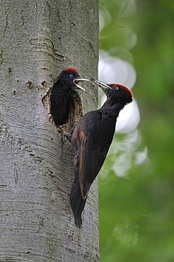 Black Woodpecker (Dryocopus martius) at nest hole in a beech with chicks (Fagus sylvatica), Biosphaerenreservat Schwaebische Alb or Swabian Mountains Biosphere Reserve, UNESCO World Heritage Site, Baden-Wuerttemberg, Germany, Europe