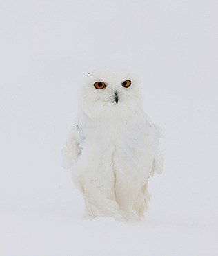 Snowy Owl (Bubo scandiacus), male in a snowstorm, Finnish Lapland, Finland, Scandinavia, Europe