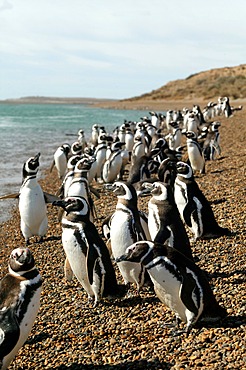 Magellanic penguins (Spheniscus magellanicus), Chubut province, Patagonia, Argentina, South America