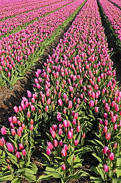 Field of Tulips (Tulipa sp.), near Lisse, South Holland, Holland, Netherlands, Europe