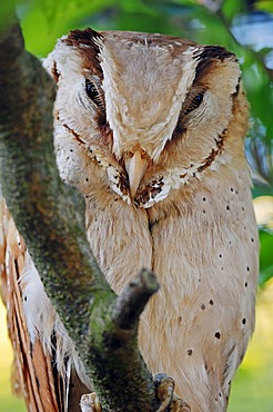 Oriental Bay Owl (Phodilus badius), Asian species, captive, North Rhine-Westphalia, Germany, Europe