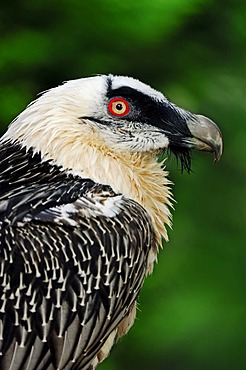 Lammergeier, Lammergeyer, or Bearded Vulture Eagle (Gypaetus barbatus), portrait, captive, North Rhine-Westphalia, Germany, Europe