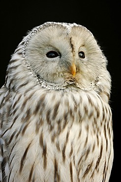 Ural Owl (Strix uralensis), portrait, captive, North Rhine-Westphalia, Germany, Europe