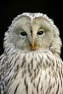 Ural Owl (Strix uralensis), portrait, captive, North Rhine-Westphalia, Germany, Europe