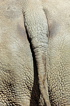 White Rhinoceros or Square-lipped rhinoceros (Ceratotherium simum), detail view of rear and tail, African species, captive, Germany, Europe