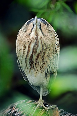 Eurasian Bittern or Great Bittern (Botaurus stellaris), Netherlands, Europe