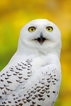 Snowy Owl (Bubo scandiacus, Nyctea scandiaca), female calling, portrait, in captivity, Bergkamen, North Rhine-Westphalia, Germany, Europe