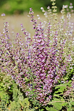 Clary Sage (Salvia sclarea), Provence, Southern France, France, Europe