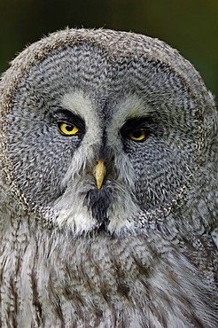 Eurasian Great Grey Owl (Strix nebulosa lapponica), native to Europe and Asia, in captivity, North Rhine-Westphalia, Germany, Europe