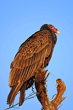 Turkey Vulture (Cathartes aura), Everglades National Park, Florida, USA