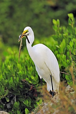 Great Egret or Great White Egret (Casmerodius albus, Egretta alba), with caught American Eel (Anguilla rostrata) in beak, Sanibel Island, Florida, USA