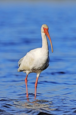 American White Ibis (Eudocimus albus), Myakka River State Park, Florida, USA