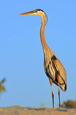 Great Blue Heron (Ardea herodias), Sanibel Island, Florida, USA