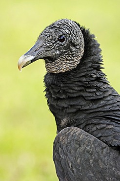 Black Vulture (Coragyps atratus), portrait, Everglades National Park, Florida, USA