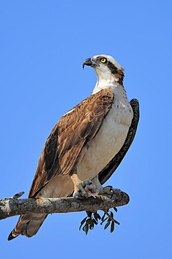 Osprey (Pandion haliaetus), with fish in its talons on perch, Everglades National Park, Florida, USA