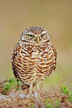 Burrowing Owl (Speotyto cunicularia, Athene cunicularia), Florida, USA