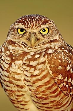 Burrowing Owl (Speotyto cunicularia, Athene cunicularia), Florida, USA