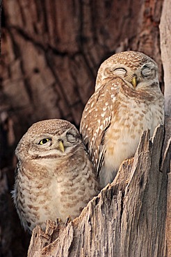 Spotted Owlets (Athene brama), pair, Keoladeo Ghana National Park, Rajasthan, India, Asia