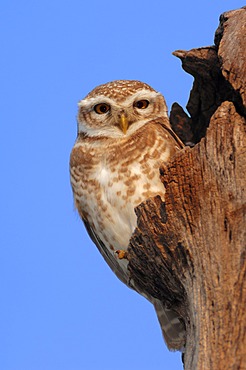 Spotted Owlet (Athene brama), Keoladeo Ghana National Park, Rajasthan, India, Asia