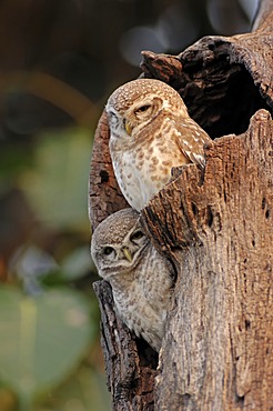 Spotted Owlets (Athene brama), pair, Keoladeo Ghana National Park, Rajasthan, India, Asia