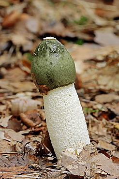 Common Stinkhorn (Phallus impudicus), Gelderland, Netherlands, Europe