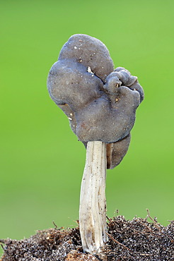 Slate Grey Saddle or Fluted Black Elfin Saddle (Helvella lacunosa), Gelderland, Netherlands, Europe