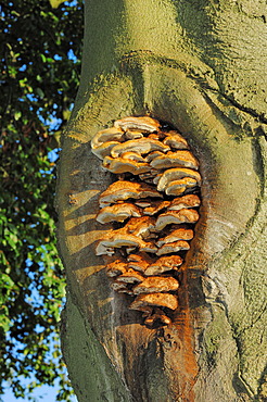 Alder Bracket (Inonotus radiatus) on the trunk of a beech, Gelderland, Netherlands, Europe