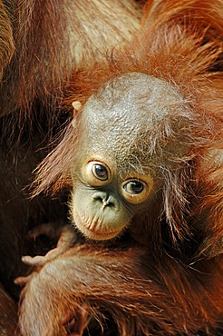 Bornean Orangutan (Pongo pygmaeus), young in the arms of its mother, species of Borneo, Asia, captive, The Netherlands, Europe