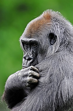 Western Lowland Gorilla (Gorilla gorilla gorilla), female grooming, African species, captive, North Rhine-Westphalia, Germany, Europe