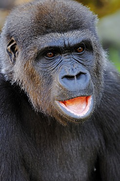 Western Lowland Gorilla (Gorilla gorilla gorilla), portrait, African species, captive, Florida, USA