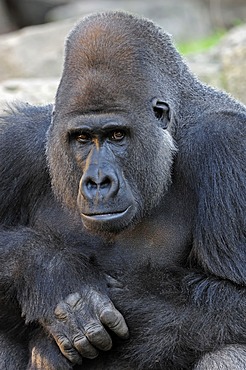 Western Lowland Gorilla (Gorilla gorilla gorilla), male, silverback, African species, captive, Florida, USA