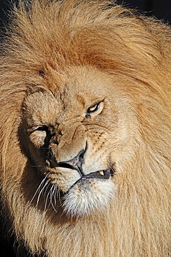 Lion (Panthera leo), male, African species, captive, The Netherlands, Europe