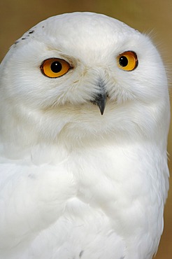 Snowy owl (Bubo scandiacus, Bubo scandiaca, Nyctea scandiaca), male, portrait, native to northern Europe, Siberia, Greenland and North America, captive, North Rhine-Westphalia, Germany, Europe