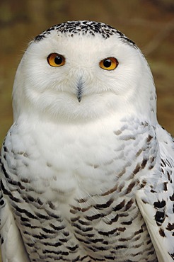 Snowy owl (Bubo scandiacus, Bubo scandiaca, Nyctea scandiaca), male, portrait, native to northern Europe, Siberia, Greenland and North America, captive, North Rhine-Westphalia, Germany, Europe