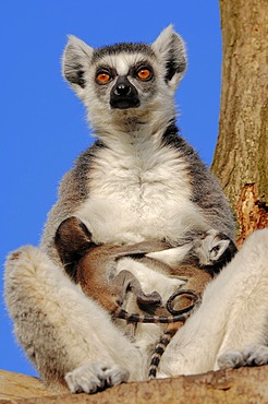 Ring-tailed lemurs (Lemur catta), female with four-day-old infants, found in Madagascar, captive, Netherlands, Europe